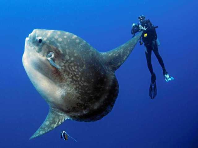 Peixe-lua bobinho