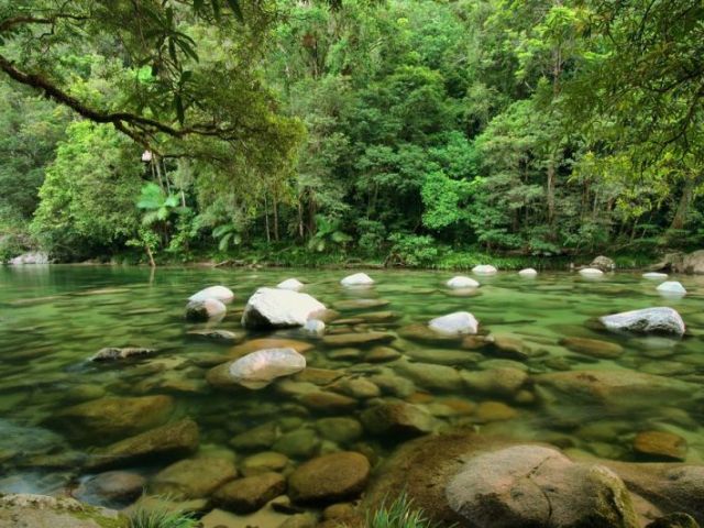 floresta daintree