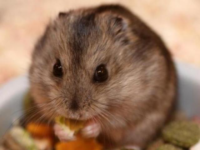 hamster