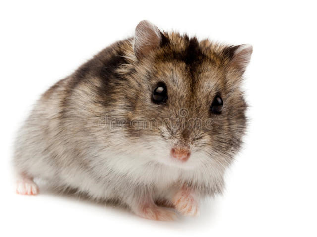 hamster