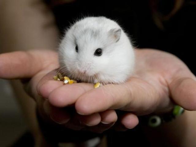 hamster