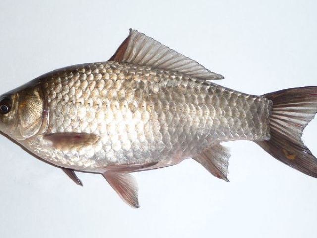 peixe