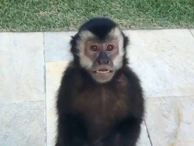 macaco