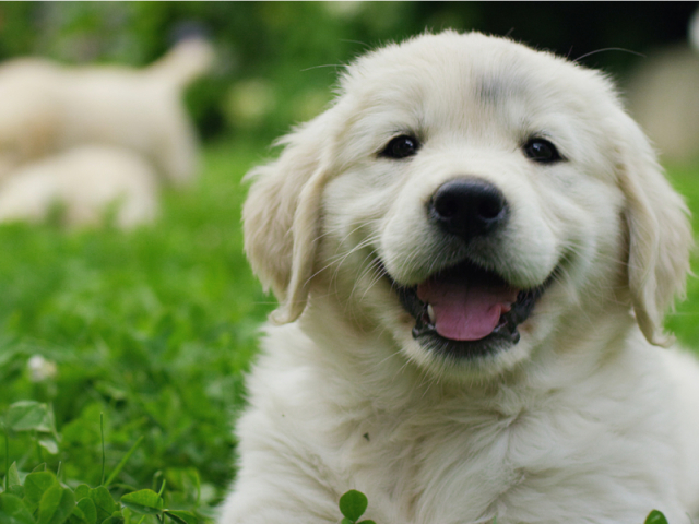 Você conhece a raça do cachorro pela foto?