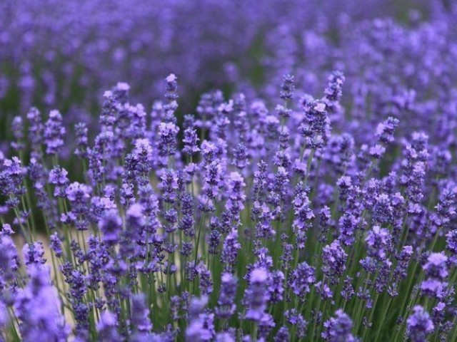 Lavanda.