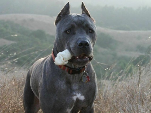 Cane Corso