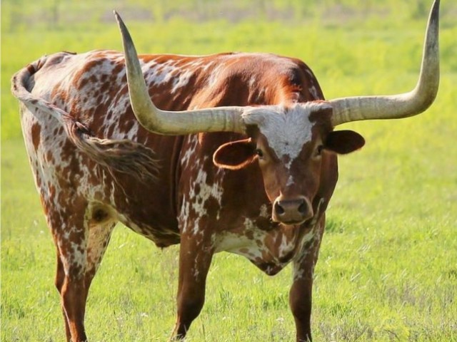 Longhorn