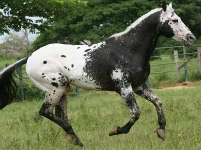 Appaloosa