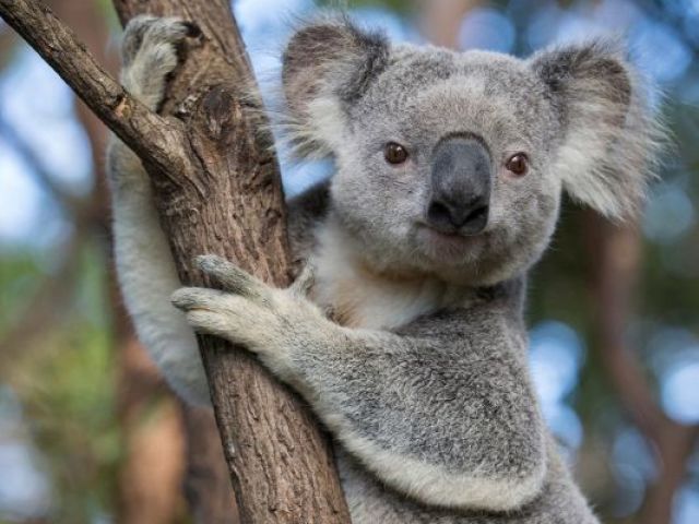 Koala