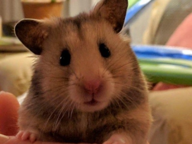 Hamster.