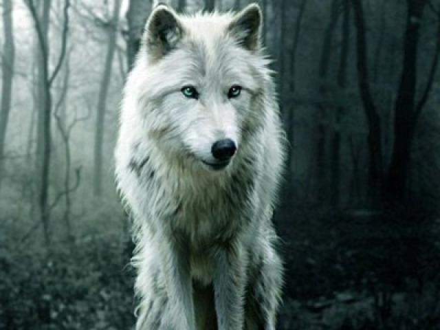 Lobo