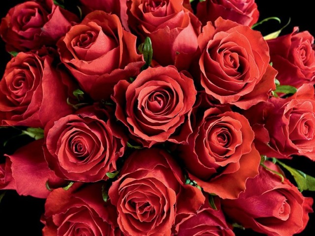 Rosas