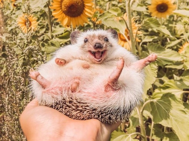 Hedgehog