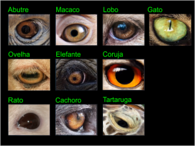 E ai ficou surpreso com algum?
