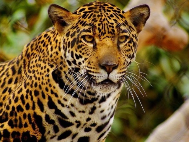 Leopardo!