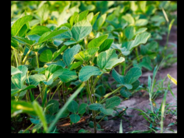 Controlar as Plantas