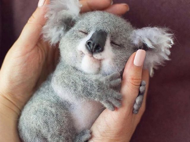 koala bebe