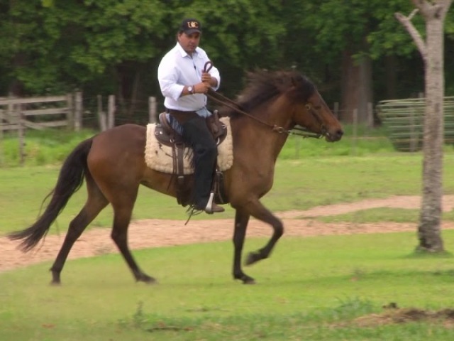 Hípica/Andar de Cavalo