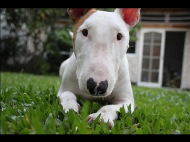 Cachorro (fofo né )