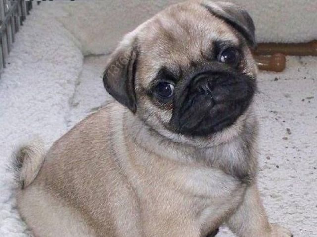 UM PUG?