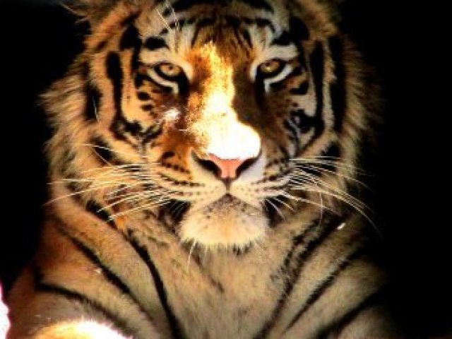 Tigre