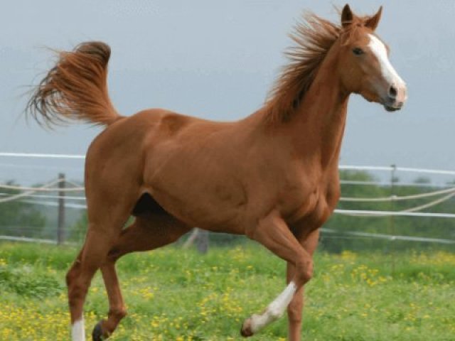 cavalo