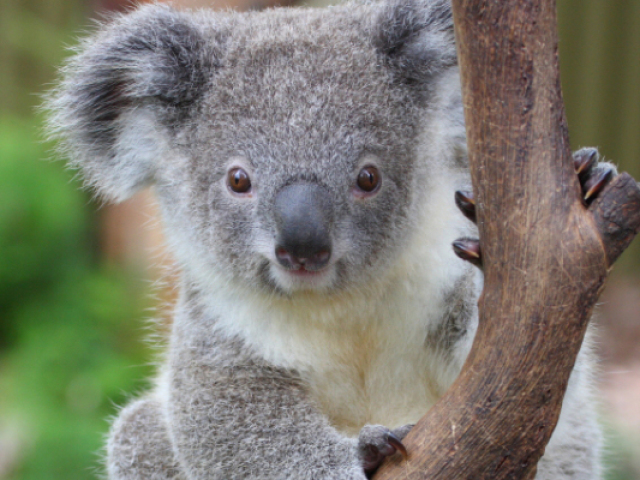 Koala