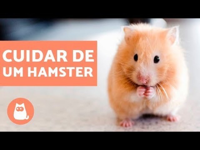 Hamster!