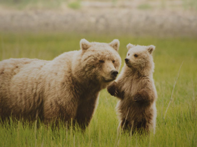 urso(qualquer urso kk)