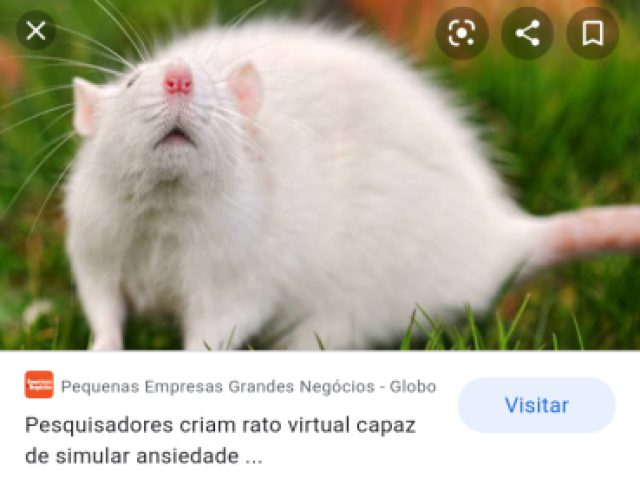 Rato