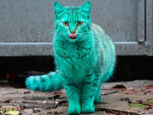 🌌Um Gato Verde🌌