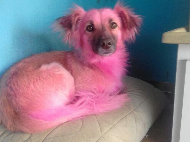 🌌Cachorro Rosa🌌