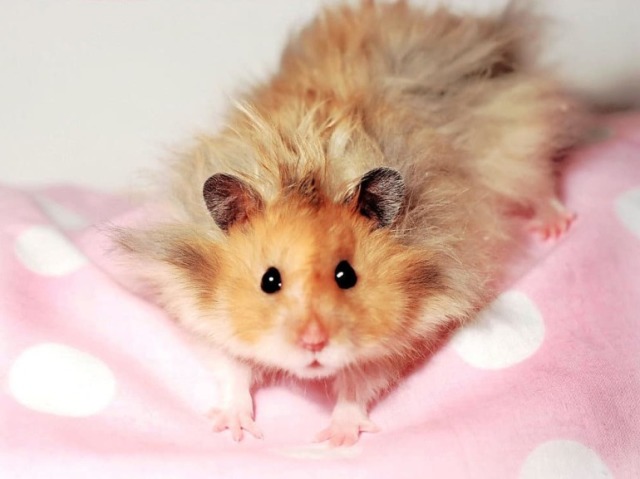 🌌Hamster Laranja🌌
☁Obs☁:Finge Que É Raro Kkk