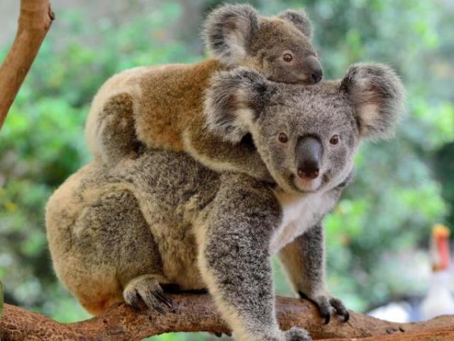 Koalas