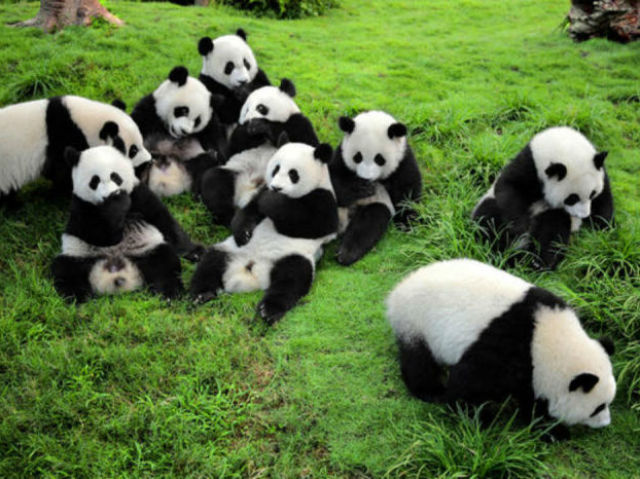 Pandas