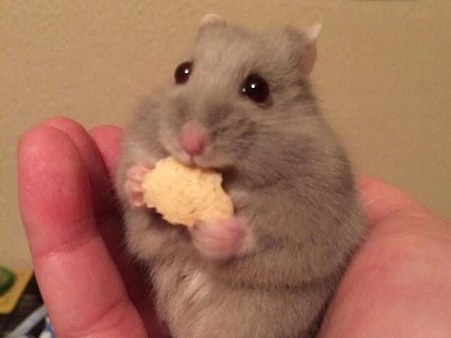 Hamster