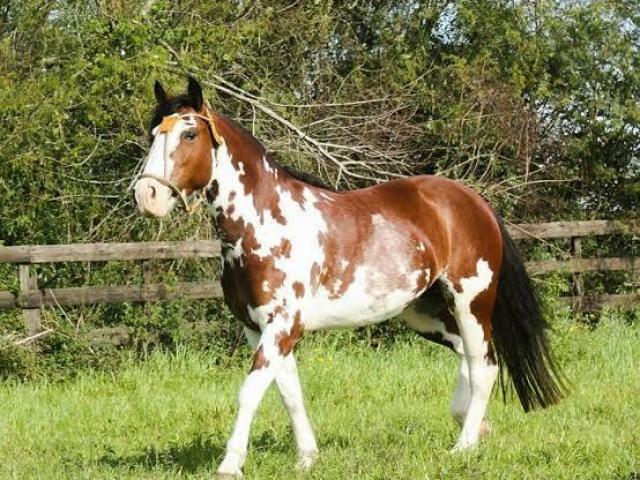 cavalo branco de napoleao