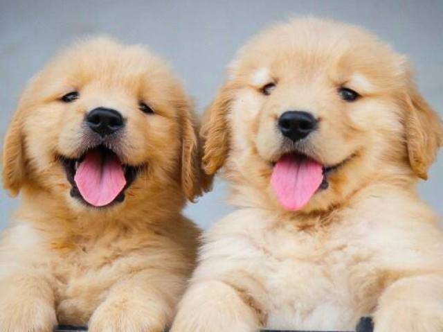 Qual raça de cachorro mais combina com você?