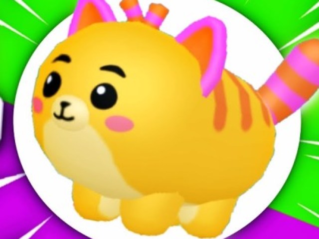 gato
