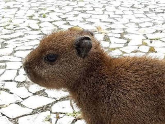 Capivara U-U