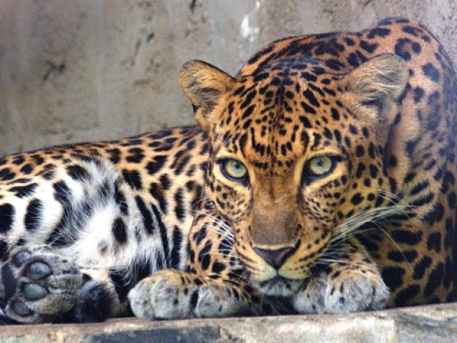 leopardo