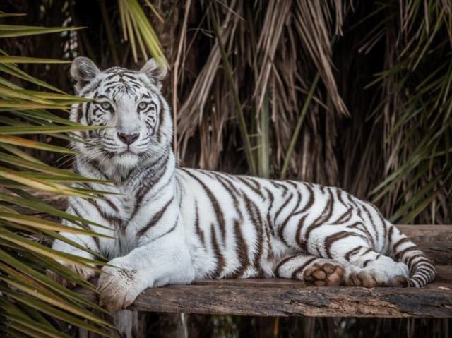 tigre branco