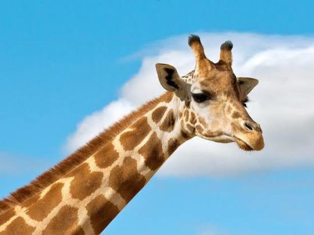 Girafa