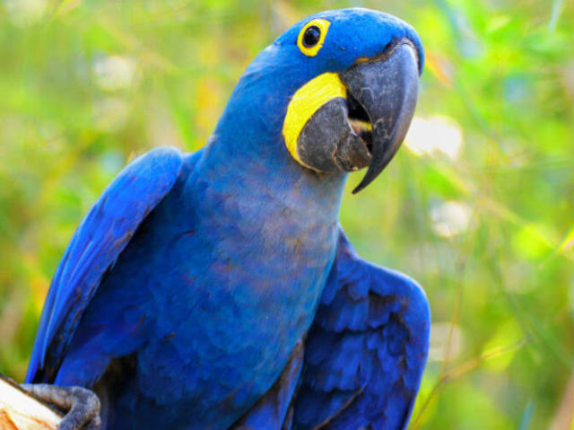 ARARA AZUL