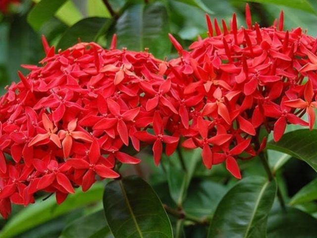 ixora