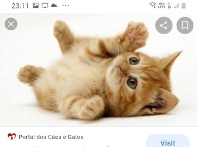 Gatinho