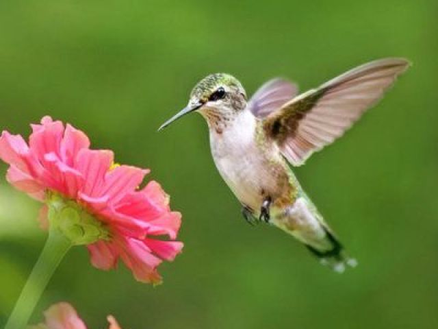 Beija-flor