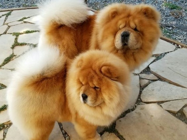 Chow chow