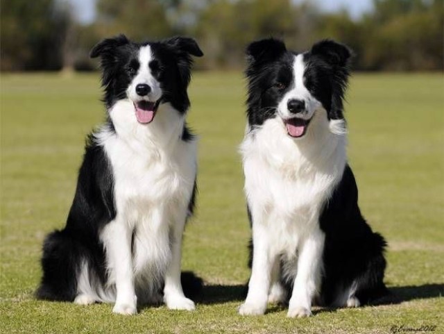 Border Collie