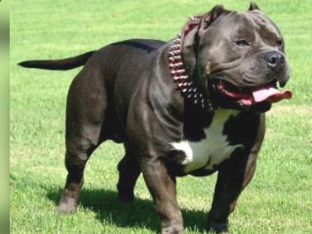 Pittibul💓